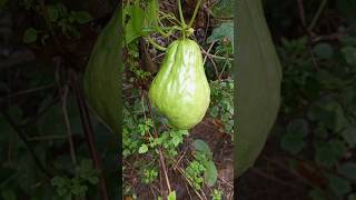 Chayote vegetables chayote [upl. by Enatan]