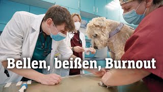 Tierärzte unter Druck Bellen beißen Burnout SPIEGEL TV für ARTE Re [upl. by Bessie]