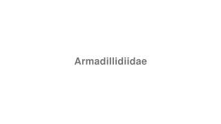 How to Pronounce quotArmadillidiidaequot [upl. by Silsbye551]