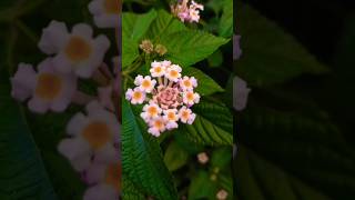 Lantana camara flowering plant 🌸 पंचफूली का पौधाplant which attracts butterflies 🦋🦋🦋🌸🌸lantana [upl. by Anavlys]