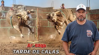 UNA TARDE DE CALAS CON RANCHO ARTEAGA DE COENEO MICHOACÁN UNA GANADERÍA JOVEN CON GANAS DE TRIUNFAR [upl. by Animlehliw]