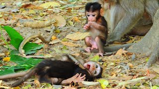 Babies monkey enjoy Boxing’s play on the groundmonkeyscorner [upl. by Anicul]