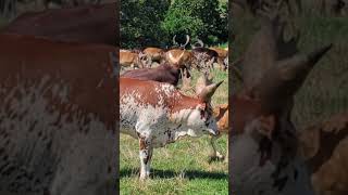 AnkoleWatusi cattle nature naturelovers [upl. by Aronas587]