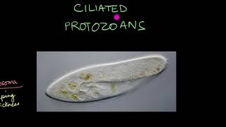 Protozoa  Biological Classification  Biology  Khan Academy [upl. by Zeuqram]