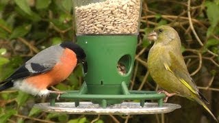 Bullfinch and Greenfinch on The Peckish Bird Feeder  Best Bird Feeders [upl. by Edison986]