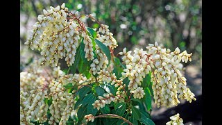 ANDROMÈDE DU JAPON PIERIS  UN ARBUSTE GÉNÉREUX BON COMPAGNON POUR LES RHODODENDRONS [upl. by Narib481]