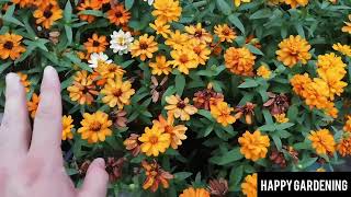 Harvesting Zinnia Profusion Seeds HappyGardening garden zinnia seeds flowers [upl. by Koral]