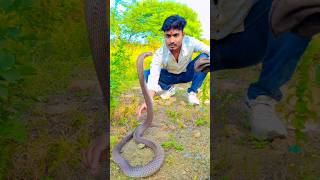 पहिल्यांदाच ऐवडा खतरनाक कोब्रा टंन्ट करताना🥵🚷snake videoanimal rescuecobra snake rescueking cobrasna [upl. by Anitsahs153]