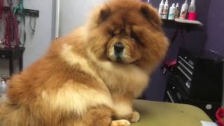 Grooming a chow chow [upl. by Lesley]