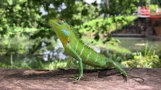 Katussaකටුස්සා the lizard [upl. by Cecily]