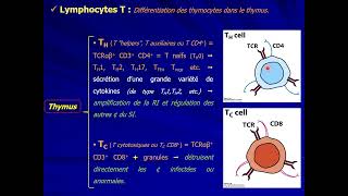 9 IMMUNOLOGIE S5  Cellules du Système Immunitaire adapdatif part 1 [upl. by Luca]