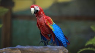 Scarlet Macaw [upl. by Ettennek]