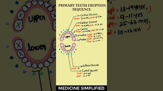 Primary Teeth Eruption Sequence  Primary Teeth Eruption Timeline medicine dentistry [upl. by Suiddaht]