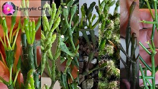 Clonal Variation in Epiphytic Cacti [upl. by Evyn]