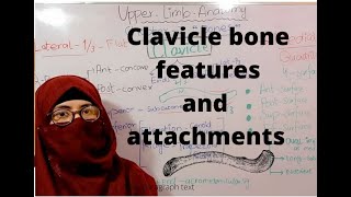 Clavicle bone anatomy  clavicle side determination  attachments  bony landmarks  upper limb [upl. by Bonne]