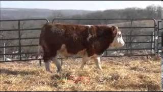 Brink FleckviehSimmentals 2013 Bull amp Heifer Offering [upl. by Alema799]