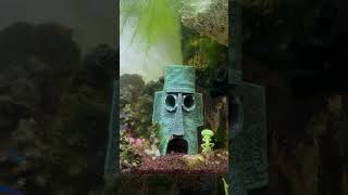 Spongebob live in my aquarium reels spongebob spongebobsquarepants [upl. by Crooks]