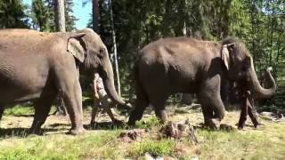 Kolmården Play  Elefanter i skogen [upl. by Animehliw]