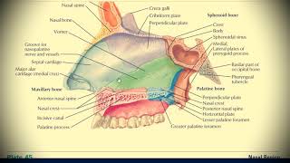 Анатомия с АВ Нос nasus externus носовая полость cavitas nasi [upl. by Lentha]