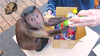 Capuchin Monkey Opens Awesome Packages [upl. by Craw]