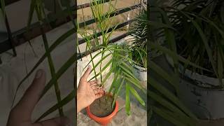 how to repot areca palm and Bamboo palm  care and propagation of areca palm and Bamboo palm [upl. by Irollam]