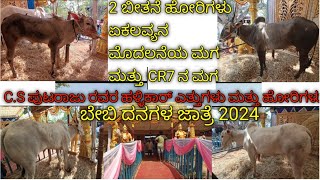 ಏಕಲವ್ಯನ 1st ಮಗ ಮತ್ತುCR7 ನ ಮಗ ಬೇಬಿ ದನಗಳ ಜಾತ್ರೆ  hallikar desicow hallikarstudbull hallikarcalf [upl. by Naleek129]