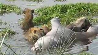 Dinnertime Hyenas eating a hippo  Ngorongoro [upl. by Kielty903]