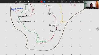 Fisiología del páncreas endocrino II [upl. by Narruc]