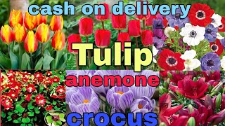 winter flower bulbs tulips anemone crocusiris allium daffodils whatsapp 8273837165 [upl. by Asirret]