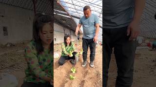 Rural Farmer Useful This Satisfying Seedlings Planting Tool 👍 shorts youtubeshorts [upl. by Belak584]