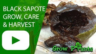 Black Sapote  grow care and eat Chocolate Pudding Fruit [upl. by Garth164]