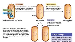 Chapter 8 Microbial Genetics [upl. by Tnattirb]