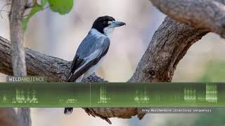 Grey Butcherbird Calls amp Song [upl. by Barny]