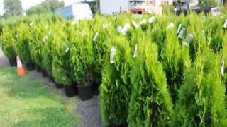 Emerald Green arborvitae trees Spacing for Grower in New Jersey [upl. by Goldshell609]