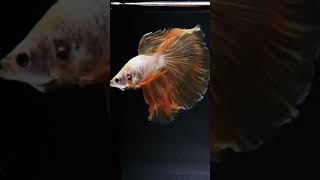 Beautiful half moon betta fish [upl. by Mayyahk]