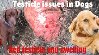 Testical issues in dogs । Testicle swelling and wet Scrotal eczema in dogs । Homeopathic medicine । [upl. by Genny]