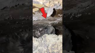 Couple rescues puppy trapped in crevice for 2 hours The heartwarming ending🥹animals pets dog [upl. by Summer]