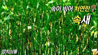 퍼니의 양치식물 속이 비어 처연한 속새 Equisetum hyemale L [upl. by Dinerman]