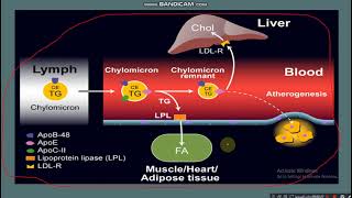 Chylomicron metabolism [upl. by Lyall]