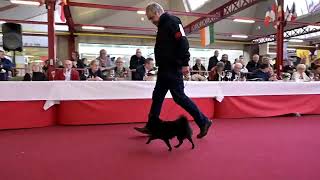 Mouscron 2024 Sunday Belgian Breeds [upl. by Etnor]