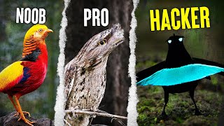 TOP 10 Des Oiseaux Légendaires 🐉 Les Plus Rares [upl. by Sirrep232]