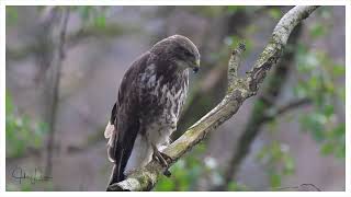 Buizerd Nikon Z8 NIKKOR Z 600mm f63 VR S [upl. by Edorej]