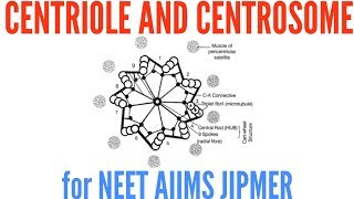 Structure of Centriole and Centrosome [upl. by Nilhtac]