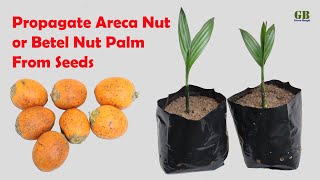 How to Propagate Areca Nut or Betel Nut Palm from Seeds With Update [upl. by Gaither]