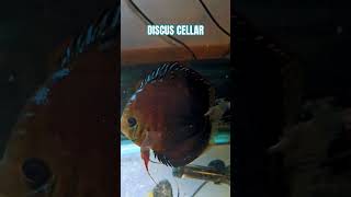 Newly hatched Alenquer Discus Fry just started free swimming discusfish discusbreeder [upl. by Artemus]