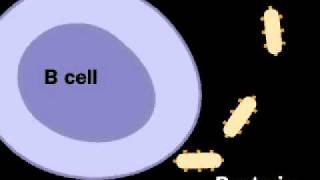 humoral immune responseMOV [upl. by Wehttam]