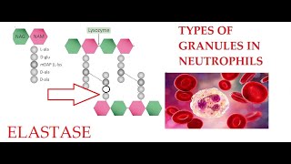 L28 Function of Elastase Granules in Neutrophils [upl. by Docila]