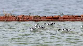 反嘴鴴  Pied Avocet  Recurvirostra avosetta [upl. by Aniloj]