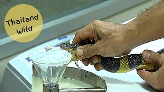 Banded Krait Bungarus fasciatus venom extraction at Bangkok Snake Farm Thailand [upl. by Vivie]