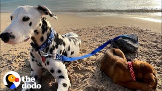 Dalmatian Rescues An Abandoned Puppy In The Middle Of Nowhere  The Dodo Faith  Restored [upl. by Leonie]